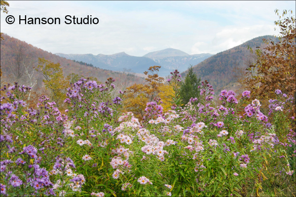 Crawford Notch, NH - Mountains and Asters